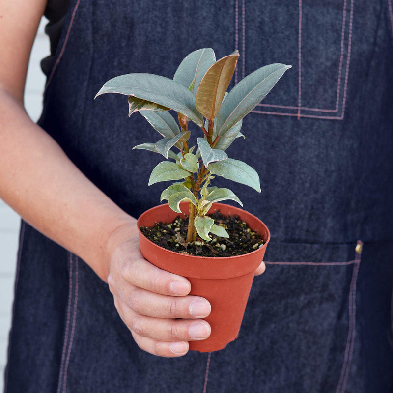 Load image into Gallery viewer, Ficus Elastica 'Tineke'
