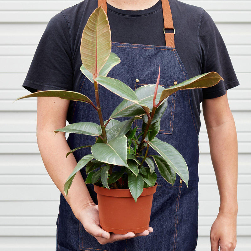 Load image into Gallery viewer, Ficus Elastica 'Tineke'
