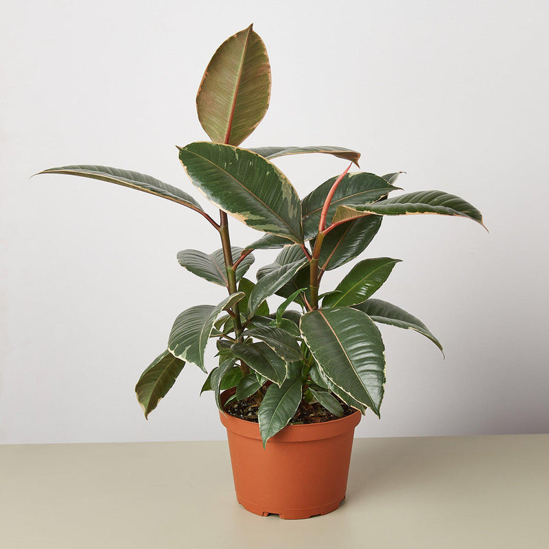 Load image into Gallery viewer, Ficus Elastica 'Tineke'
