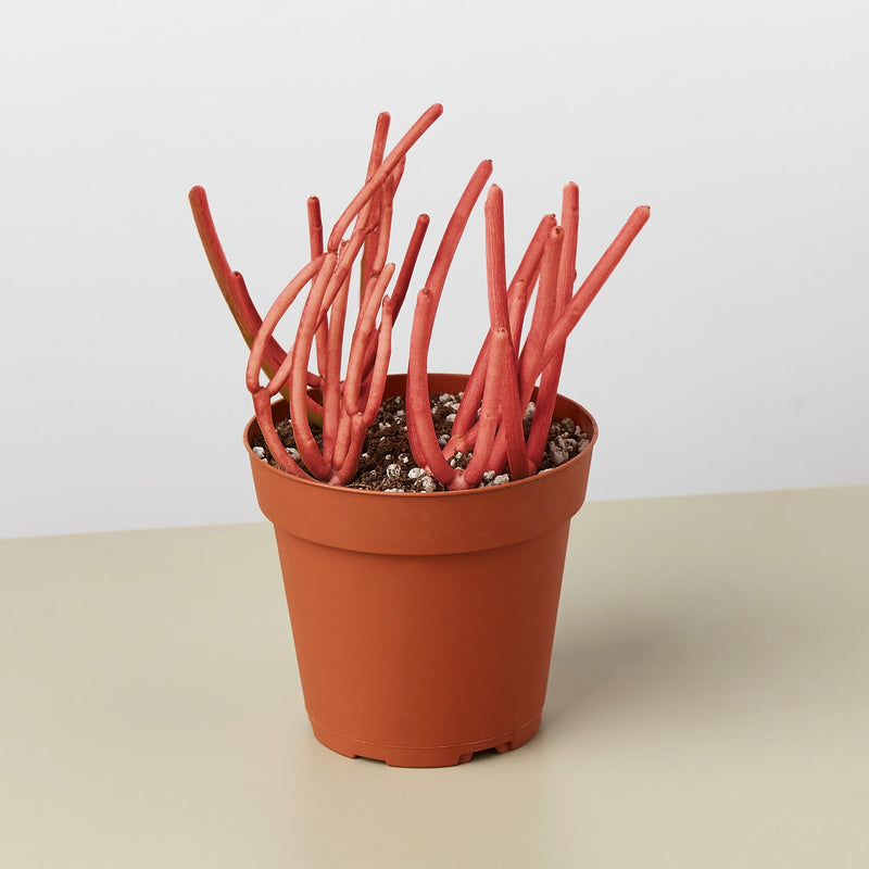 Load image into Gallery viewer, Succulent Euphorbia Tirucalli 'Fire Sticks'

