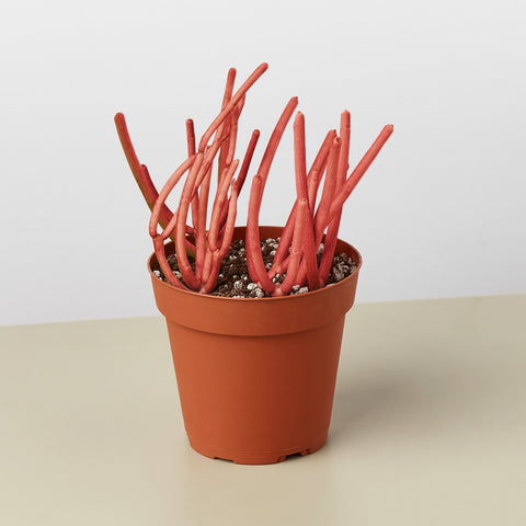 Succulent Euphorbia Tirucalli Fire Sticks