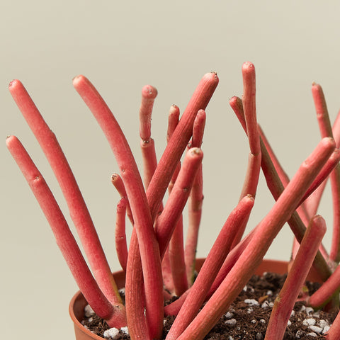 Succulent Euphorbia Tirucalli 'Fire Sticks', detail view