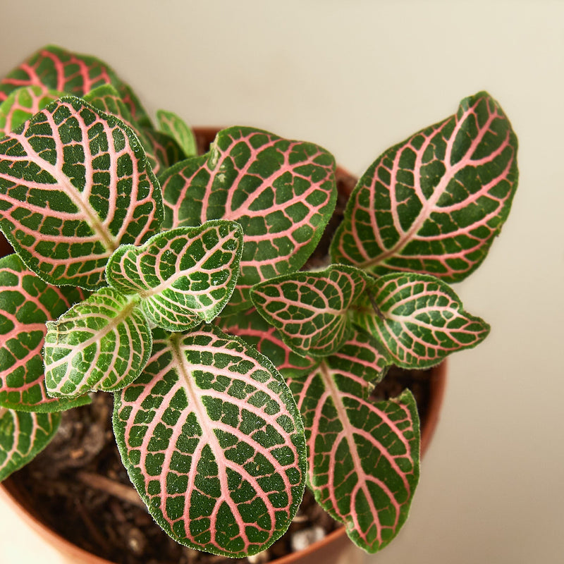 Load image into Gallery viewer, Fittonia 'Pink'

