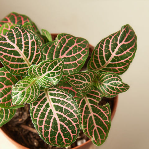 Fittonia 'Pink', detail view