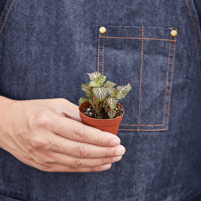 Load image into Gallery viewer, Fittonia 'Pink'
