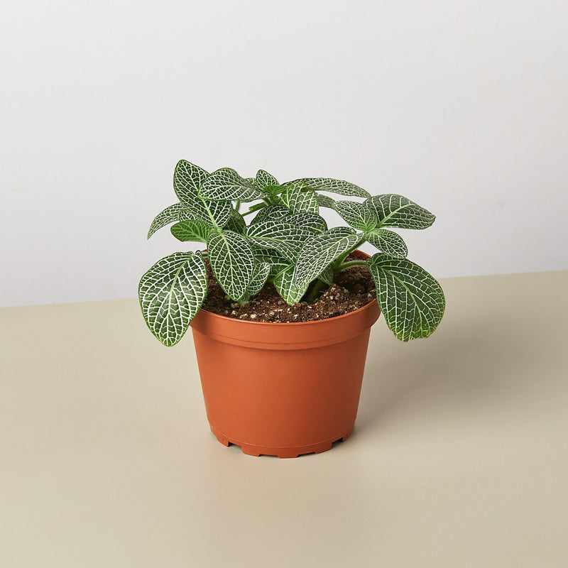 Load image into Gallery viewer, Fittonia 'White'
