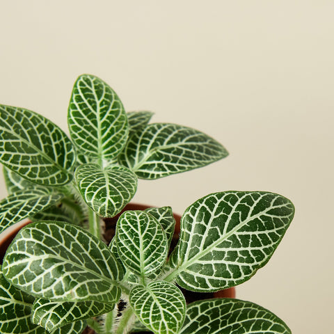 Fittonia 'White', detail view