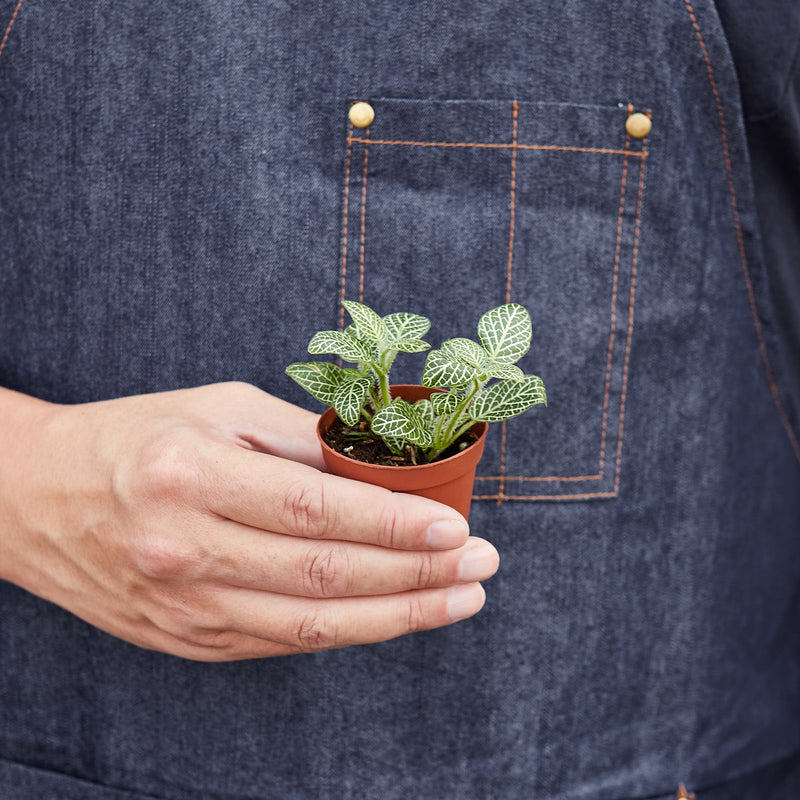 Load image into Gallery viewer, Fittonia 'White'
