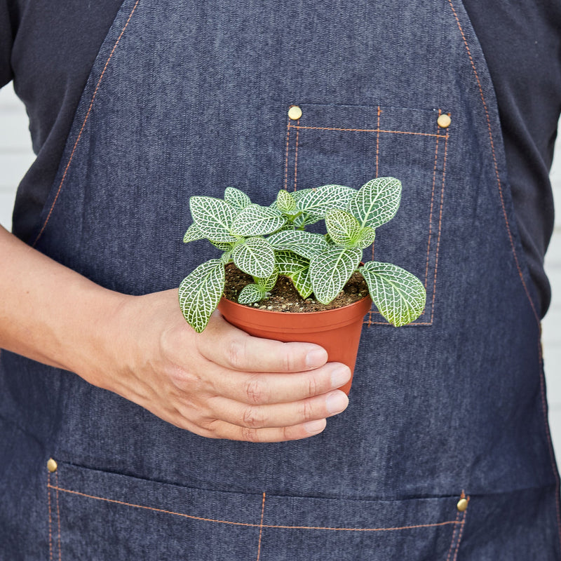 Load image into Gallery viewer, Fittonia 'White'
