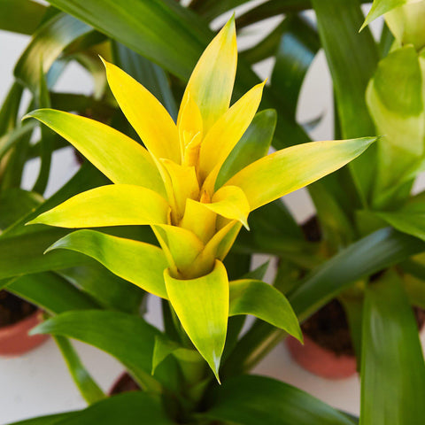 Bromeliad Guzmania 'Yellow' - 4