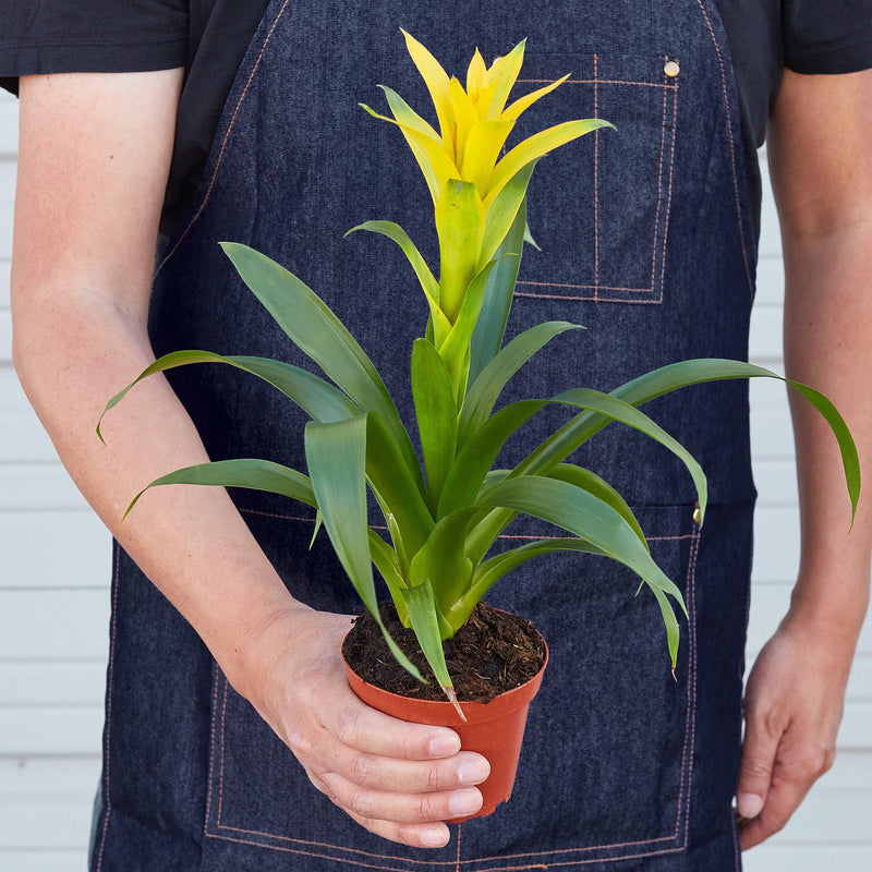 Load image into Gallery viewer, Bromeliad Guzmania 'Yellow' - 4" Pot
