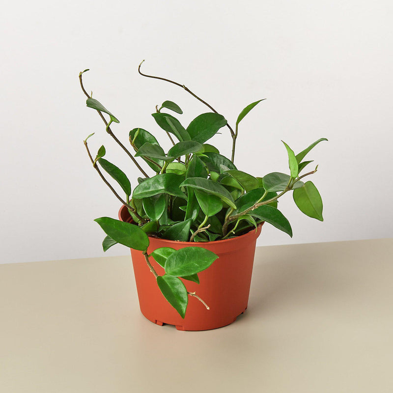 Load image into Gallery viewer, Hoya Carnosa
