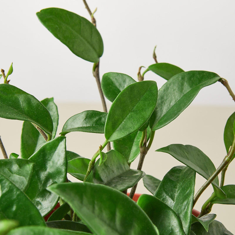 Load image into Gallery viewer, Hoya Carnosa

