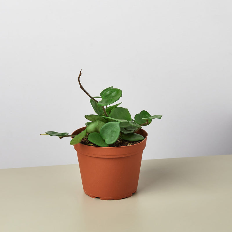 Load image into Gallery viewer, Hoya Carnosa 'Chelsea'
