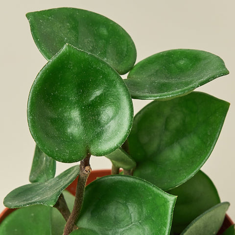 Hoya Carnosa 'Chelsea', detail view