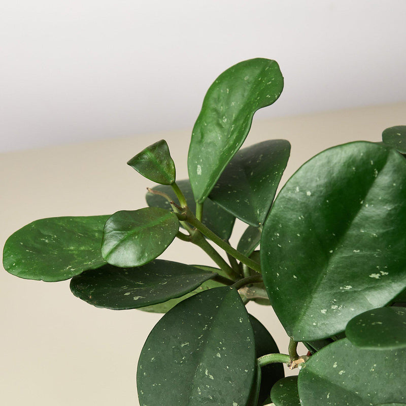 Load image into Gallery viewer, Hoya Obovata

