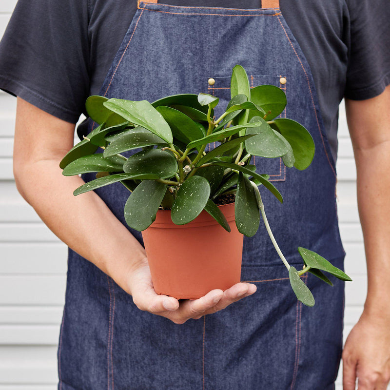 Load image into Gallery viewer, Hoya Obovata
