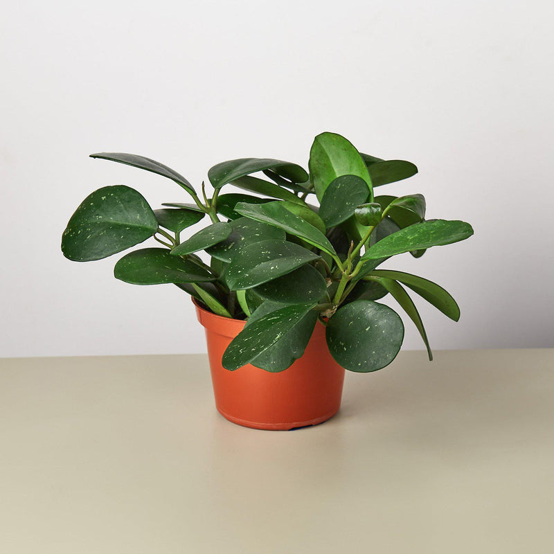 Load image into Gallery viewer, Hoya Obovata
