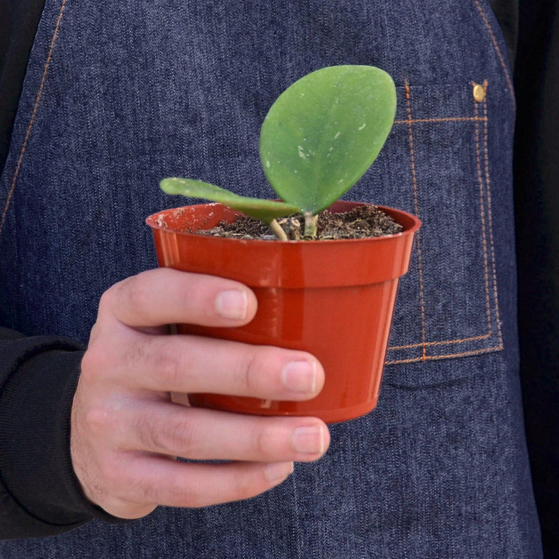 Load image into Gallery viewer, Hoya Obovata
