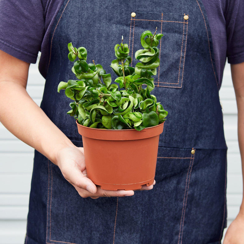 Load image into Gallery viewer, Hoya Rope Plant
