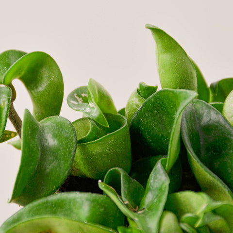 Hoya Rope Plant, additional product view 2