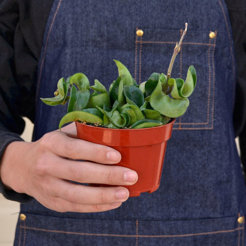 Load image into Gallery viewer, Hoya Rope Plant
