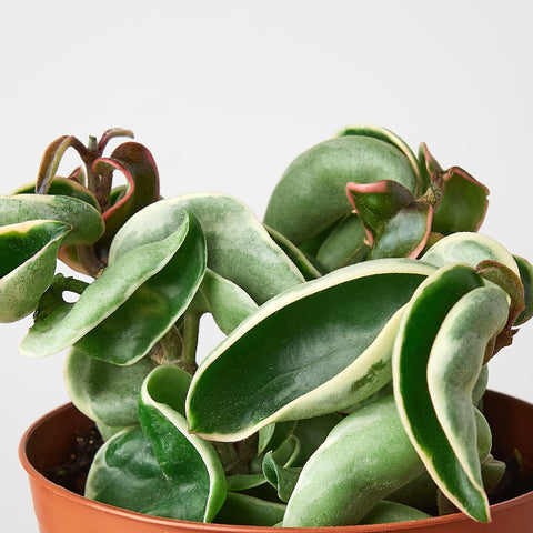 Hoya 'Rope Plant' Variegated, detail view