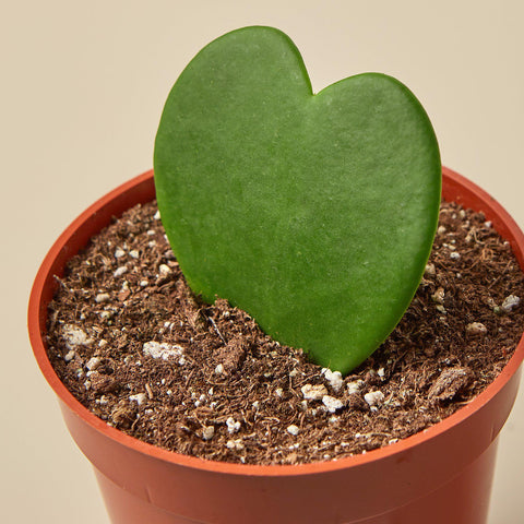 Hoya 'Sweetheart', additional product view 2