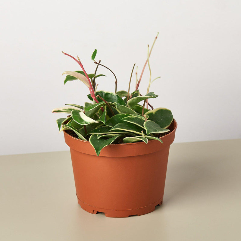 Load image into Gallery viewer, Hoya Carnosa 'Tricolor'
