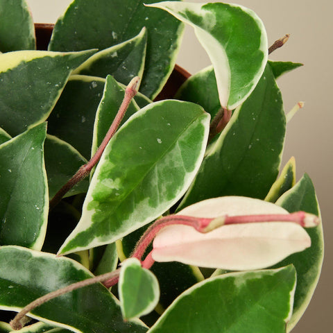 Hoya Carnosa 'Tricolor', detail view
