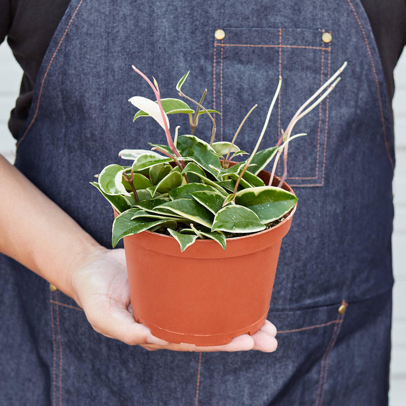 Load image into Gallery viewer, Hoya Carnosa 'Tricolor'

