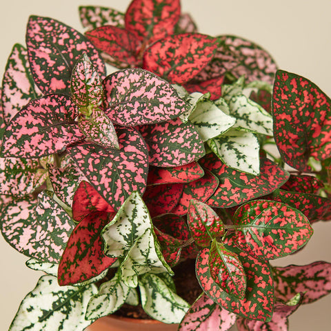 Hypoestes 'Polka Dot', additional product view 2