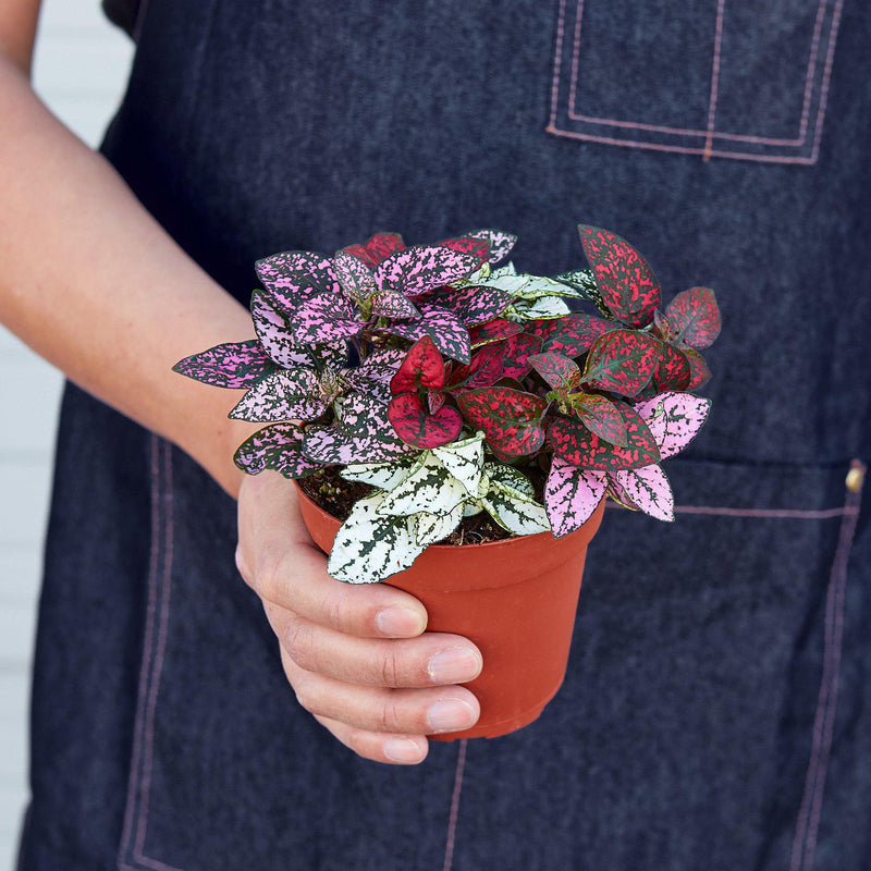 Load image into Gallery viewer, Hypoestes 'Polka Dot'
