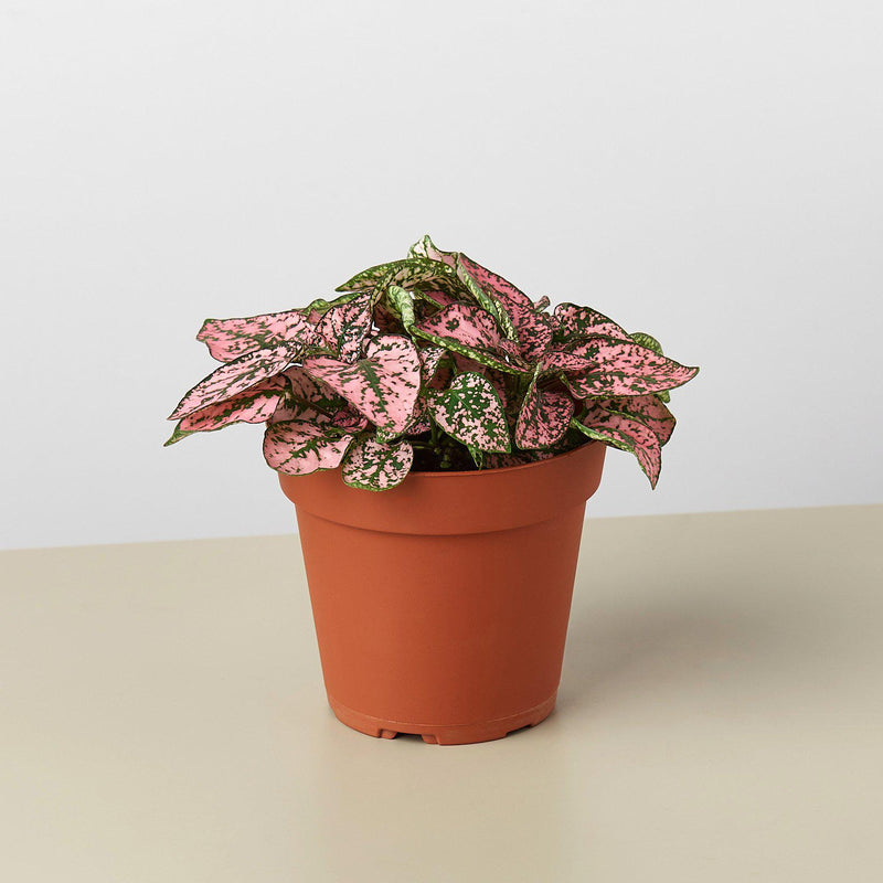 Load image into Gallery viewer, Hypoestes 'Polka Dot'
