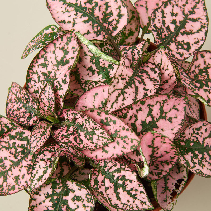 Load image into Gallery viewer, Hypoestes 'Polka Dot'
