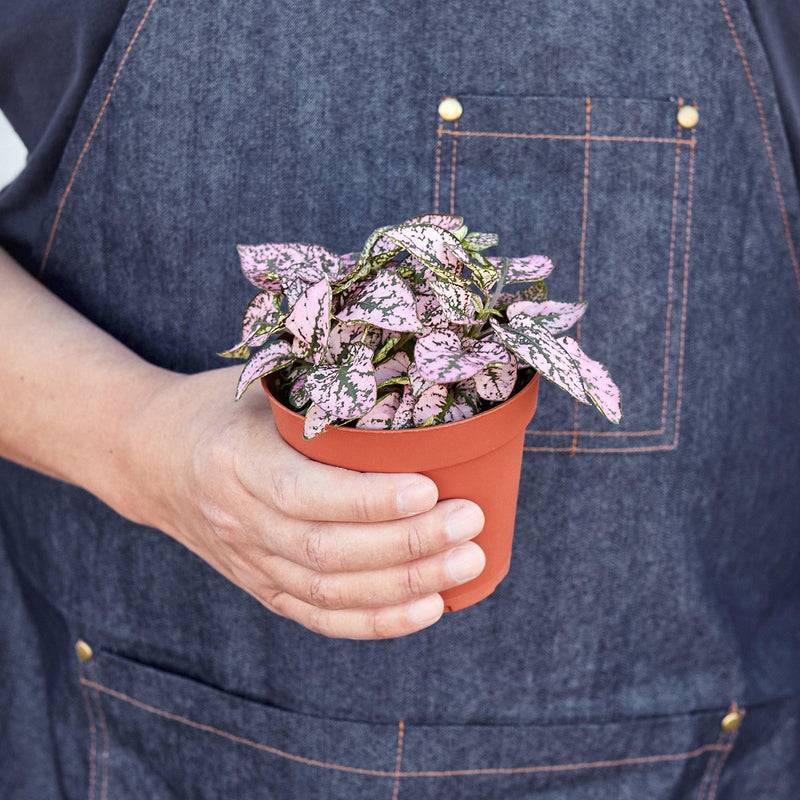 Load image into Gallery viewer, Hypoestes 'Polka Dot'
