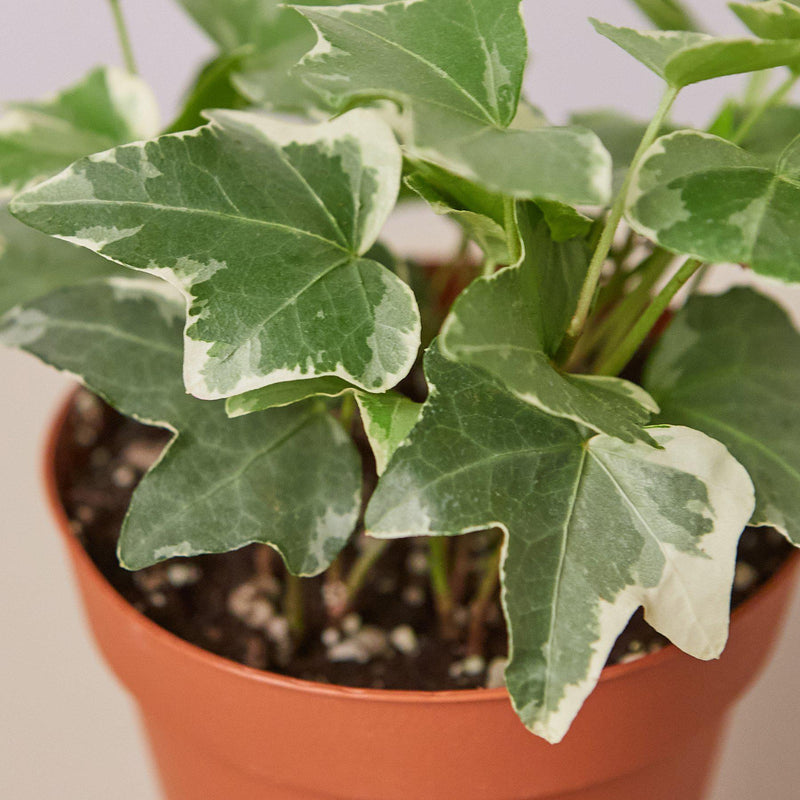 Load image into Gallery viewer, English Ivy 'Glacier'

