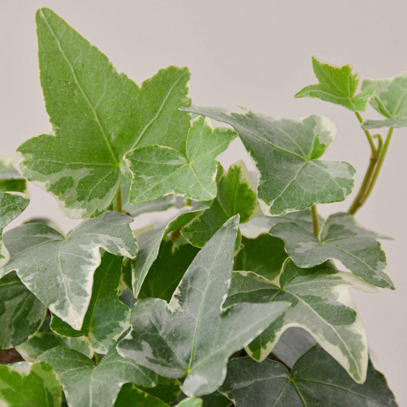 Load image into Gallery viewer, English Ivy 'Glacier'
