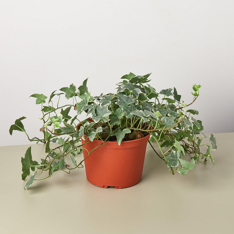 Load image into Gallery viewer, English Ivy 'Glacier'
