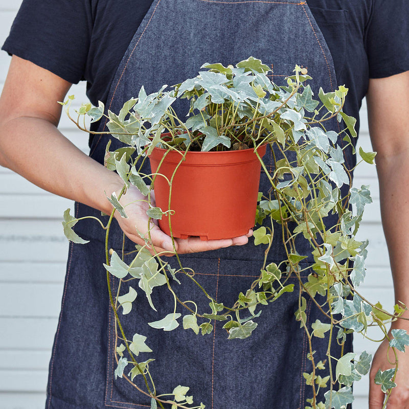 Load image into Gallery viewer, English Ivy 'Glacier'
