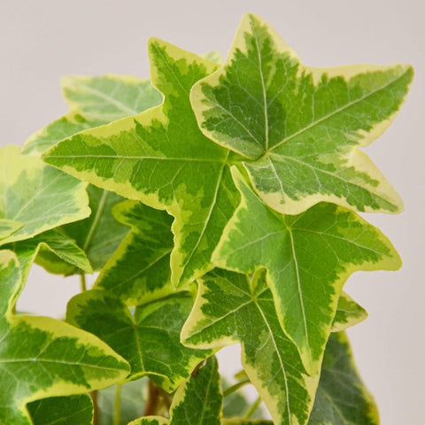 English Ivy 'Gold Child', additional product view 2