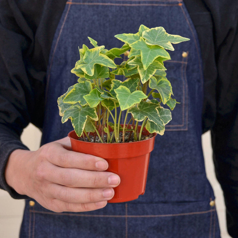Load image into Gallery viewer, English Ivy 'Gold Child'
