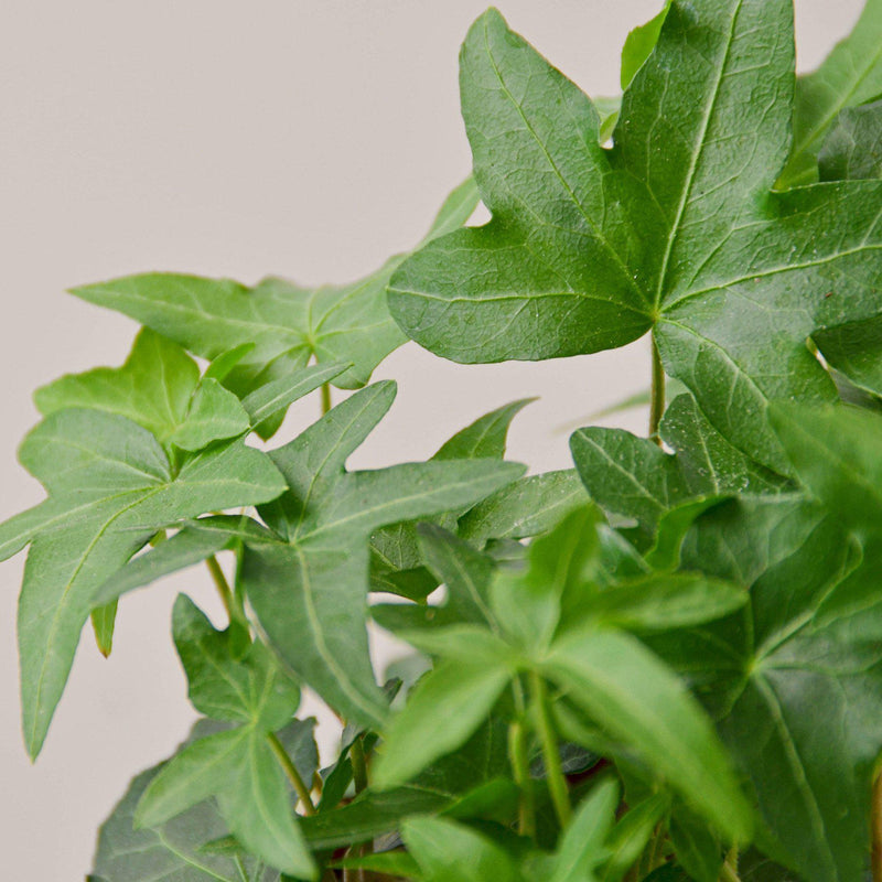 Load image into Gallery viewer, English Ivy 'Green California'
