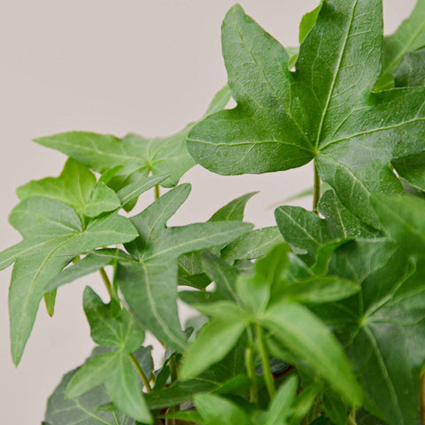 English Ivy 'Green California', additional product view 2