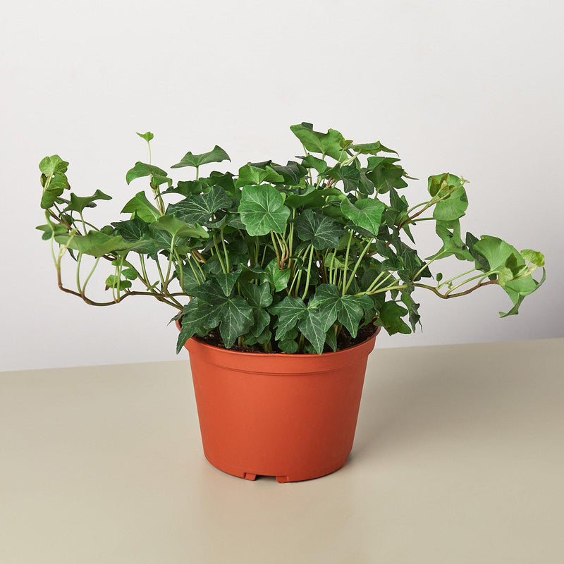 Load image into Gallery viewer, English Ivy 'Green California'

