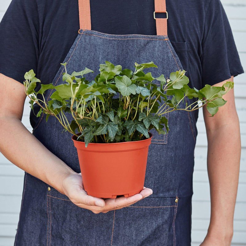 Load image into Gallery viewer, English Ivy 'Green California'
