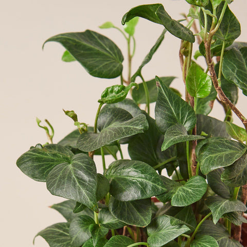 English Ivy 'Teardrop', additional product view 2