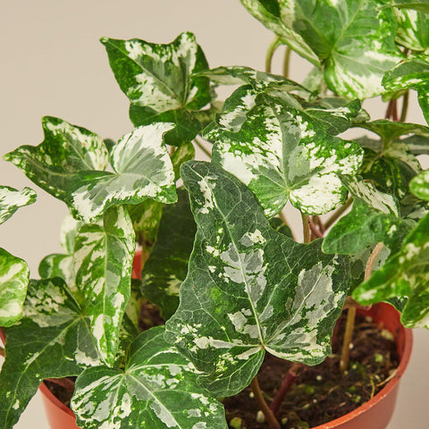 English Ivy 'Kolibre', additional product view 2