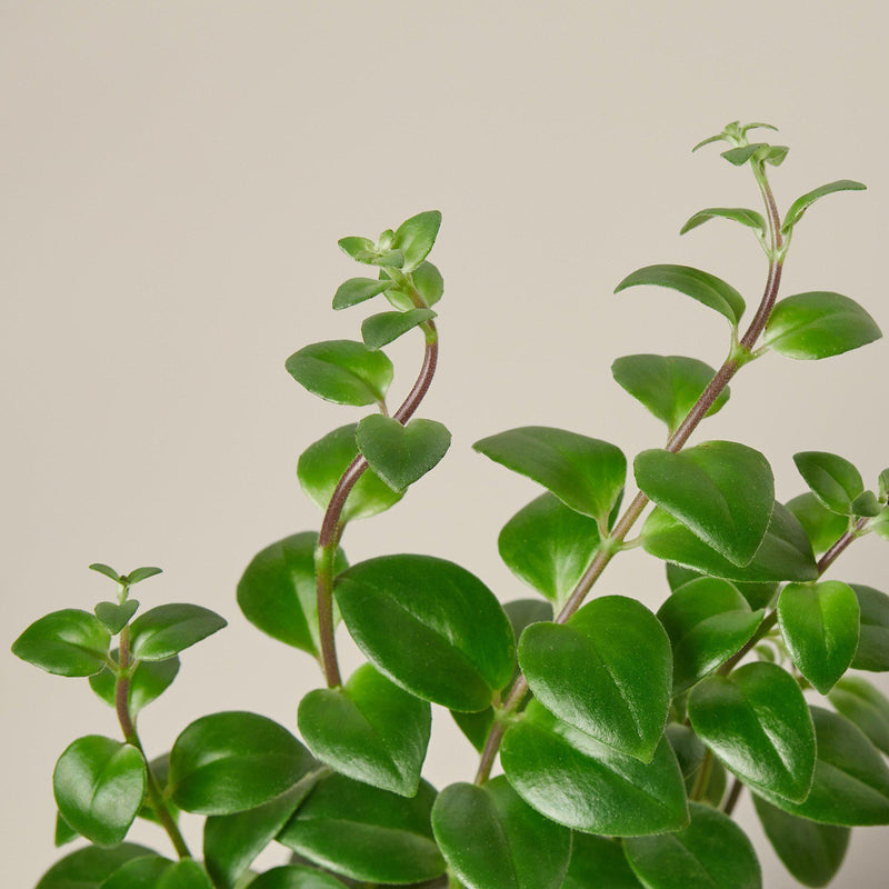 Load image into Gallery viewer, Lipstick Plant
