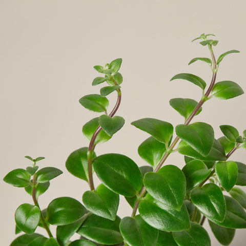 Lipstick Plant, additional product view 2